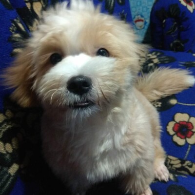 Profile picture of rhoie