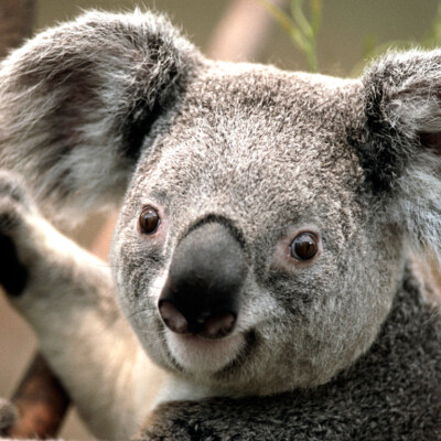 Profile picture of anas