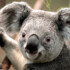 Profile picture of anas