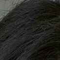 Profile picture of Abella