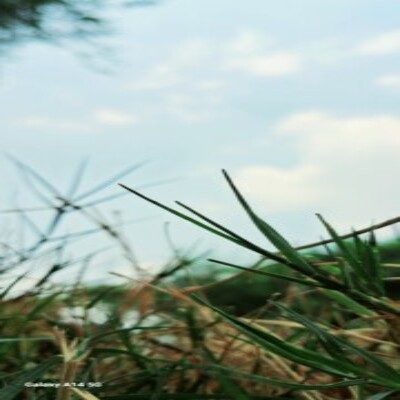 Profile picture of singhp63660@gmail.com