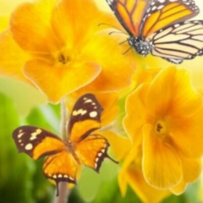 Profile picture of shyamchaurasiya314@gmail.com