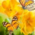 Profile picture of shyamchaurasiya314@gmail.com