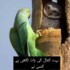 Profile picture of Shehzad