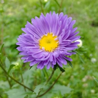 Profile picture of Abir