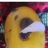 Profile picture of Qismat