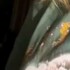 Profile picture of Vannessajame