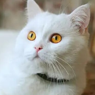 Profile picture of Zabi