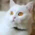 Profile picture of Zabi