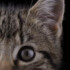 Profile picture of Destiny