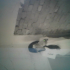 Profile picture of magarsamina333@gmail.com