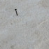Profile picture of Ahhbelli