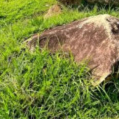 Profile picture of Riki