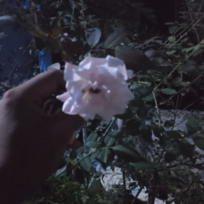 Profile picture of Sanjoy