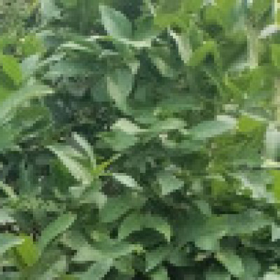 Profile picture of MOSHAREF
