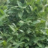 Profile picture of MOSHAREF