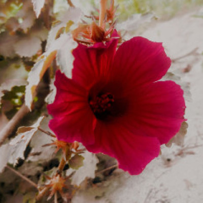 Profile picture of pollobislam60@gmail.com