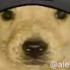 Profile picture of f3li3e