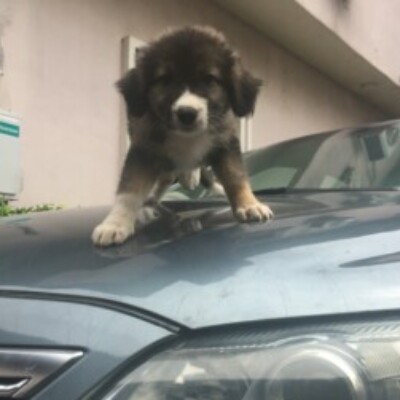 Profile picture of Foster