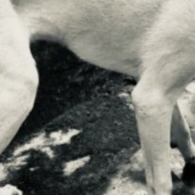 Profile picture of Kobystip