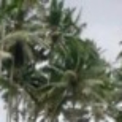 Profile picture of Jollen
