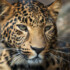 Profile picture of aissa