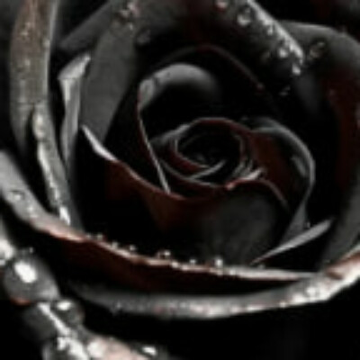 Profile picture of black rose
