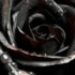 Profile picture of black rose