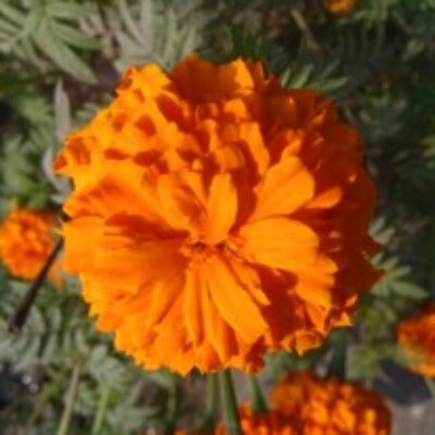 Profile picture of Dipak